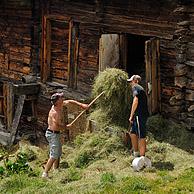 De Matterhorn en landbouwer slaat hooi op in traditionele graanschuur nabij het Alpendorp Findeln, Wallis, Zwitserland
<BR><BR>Zie ook www.arterra.be</P>